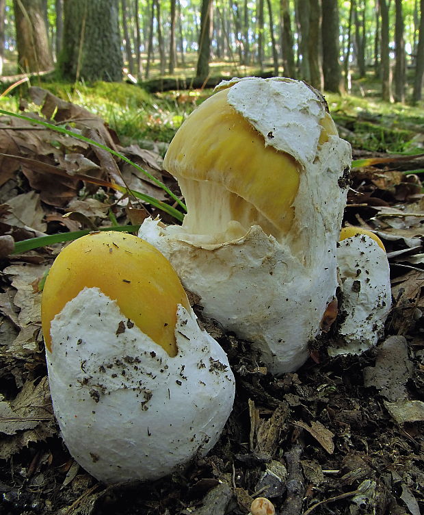 muchotrávka cisárska Amanita caesarea (Scop.) Pers.