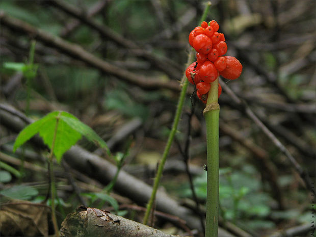 áron škvrnitý Arum maculatum L.