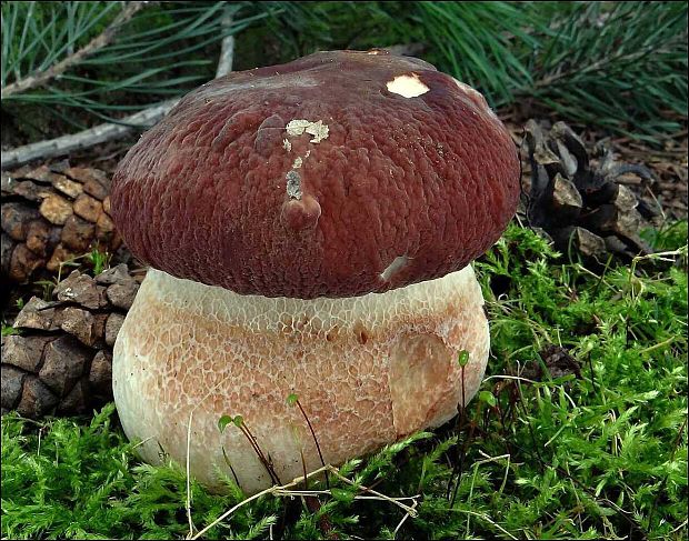 hríb sosnový Boletus pinophilus Pil. et Dermek in Pil.