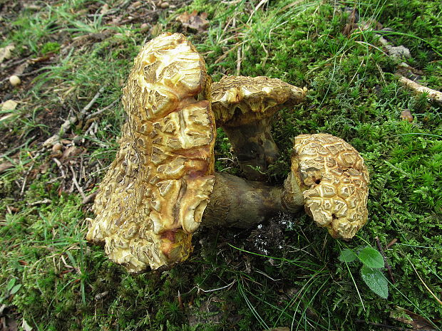 hríb príveskatý Butyriboletus appendiculatus (Schaeff. ex Fr.) Secr.