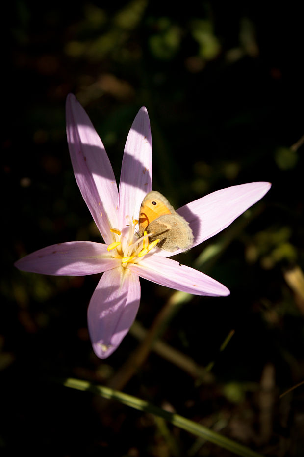 jesienka obyčajná s očkáň pohánkový Colchicum autumnale s Coenonympha pamphilus