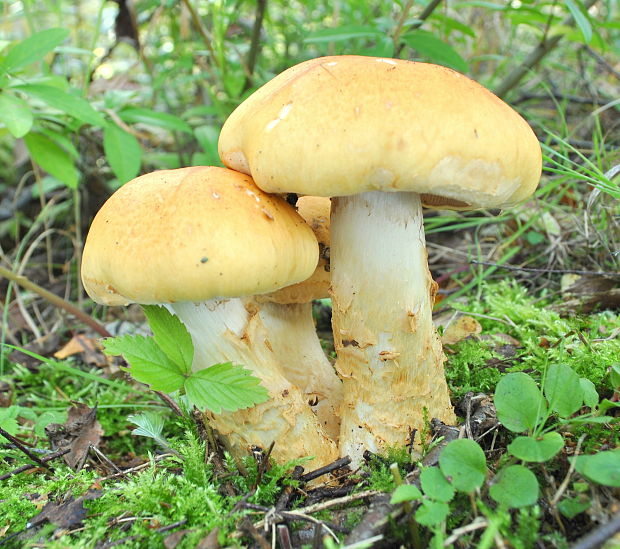 pavučinovec slamovožltý Cortinarius triumphans  Fr.