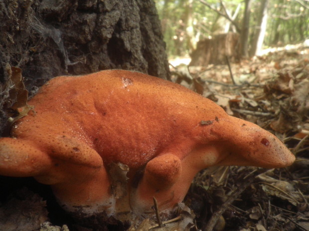 pečeňovec dubový Fistulina hepatica (Schaeff.) With.