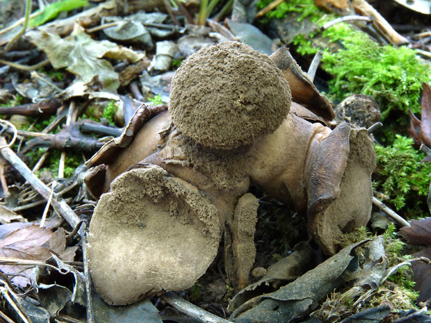 hviezdovka vlasatá Geastrum melanocephalum (Czern.) V.J. Staněk