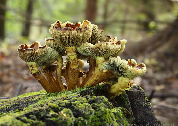 strapcovka zväzkovitá Hypholoma fasciculare (Huds.) P. Kumm.