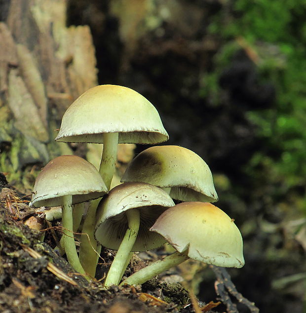 strapcovka Hypholoma sp.