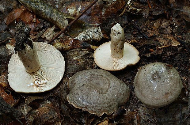 rýdzik kruhovaný Lactarius circellatus Fr.