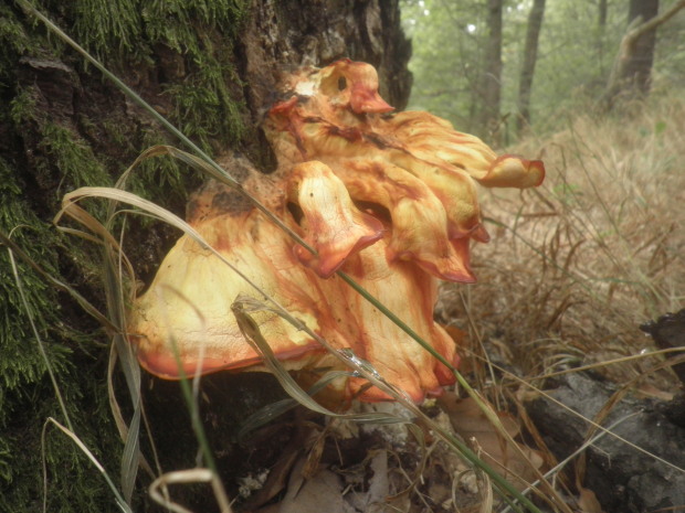 sírovec obyčajný Laetiporus sulphureus (Bull.) Murrill