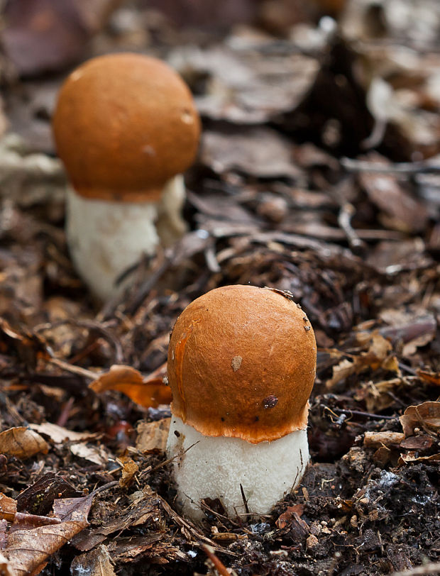 kozák osikový Leccinum albostipitatum den Bakker & Noordel.