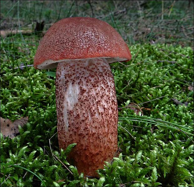 kozák dubový Leccinum aurantiacum (Bull.) Gray