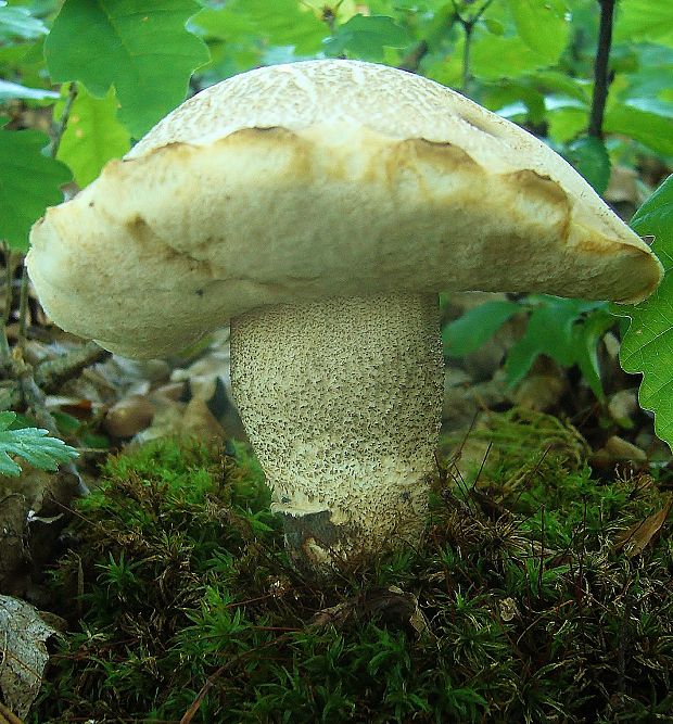 kozák Leccinum sp.