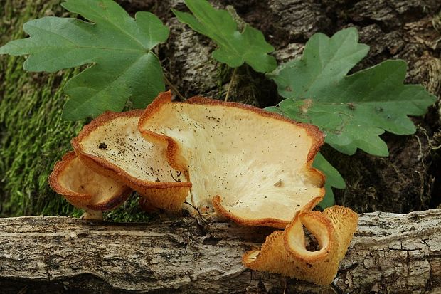 trúdnik veľkopórový Neofavolus alveolaris (DC.) Sotome & T. Hatt.