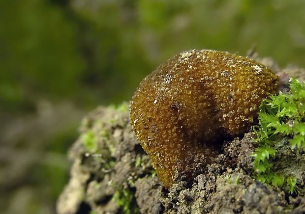 zelenec Pachyphloeus cf. citrinus Berk. & Broome