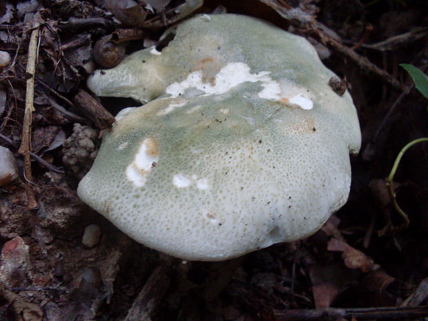 plávka zelenkastá Russula virescens (Schaeff.) Fr.