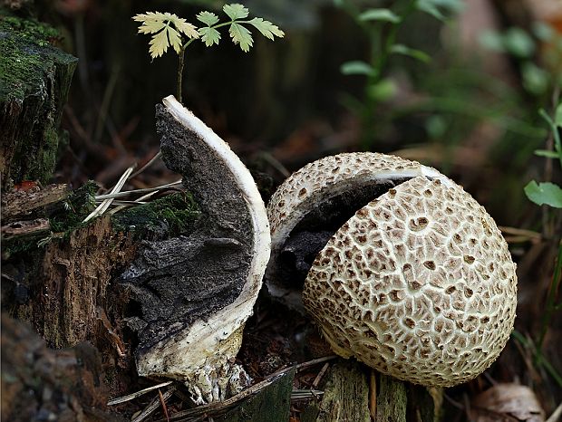 pestrec obyčajný Scleroderma citrinum Pers.