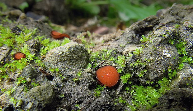 štítovnička Scutellinia sp.