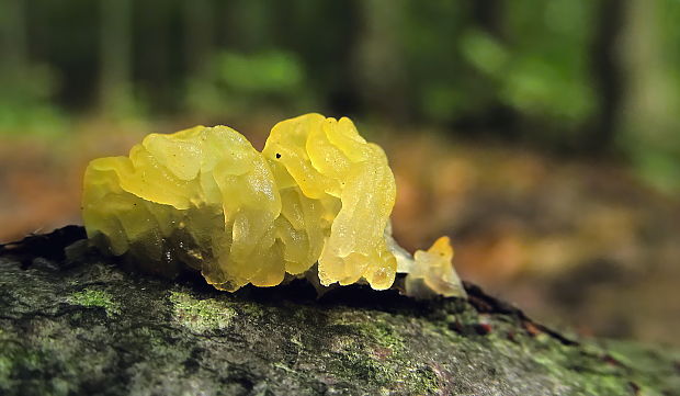 rôsolovka zlatožltá Tremella mesenterica Retz.