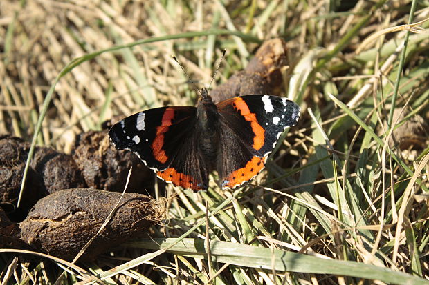 babôčka admirálska Vanessa atalanta