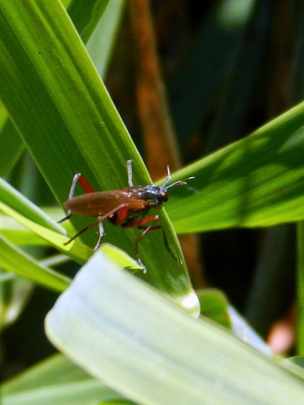 Sepedon sphegea  (Fabricius, 1775)