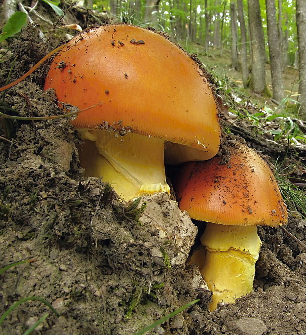 muchotrávka cisárska Amanita caesarea (Scop.) Pers.