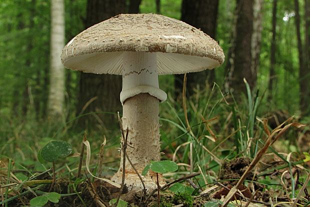 muchotrávka hrubá-muchomůrka šedivka Amanita excelsa (Fr.) Bertill.