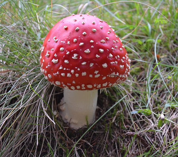 muchotrávka červená Amanita muscaria (L.) Lam.