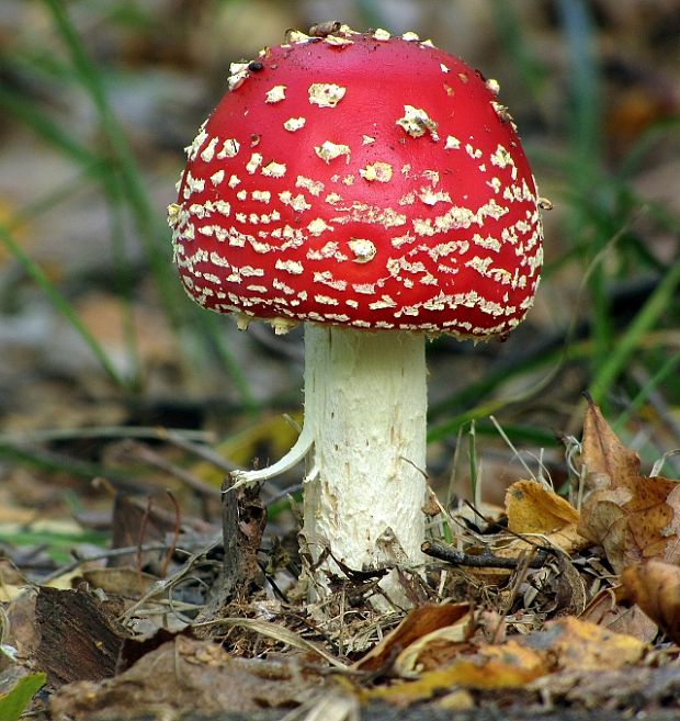 muchotrávka červená-muchomůrka červená Amanita muscaria (L.) Lam.