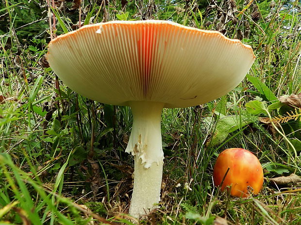 muchotrávka Amanita sp.