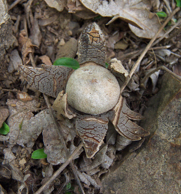 hviezdovec vlahojavný Astraeus hygrometricus (Pers.) Morgan