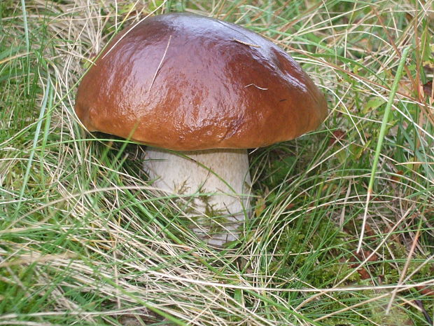 hríb smrekový Boletus edulis Bull.