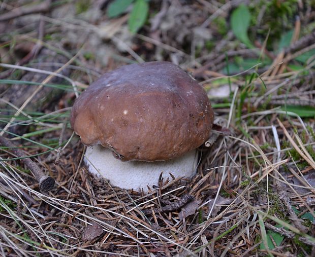 hríb smrekový Boletus edulis Bull.