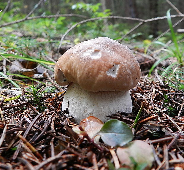 hríb smrekový Boletus edulis Bull.