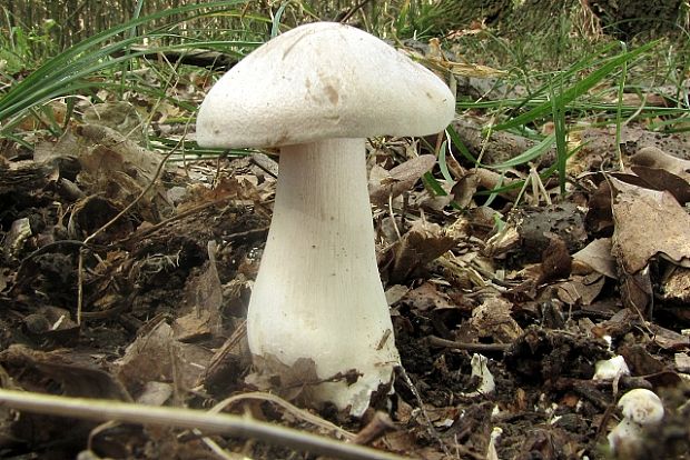 strmuľka inovaťová-strmělka mlženka Clitocybe nebularis (Batsch) P. Kumm.