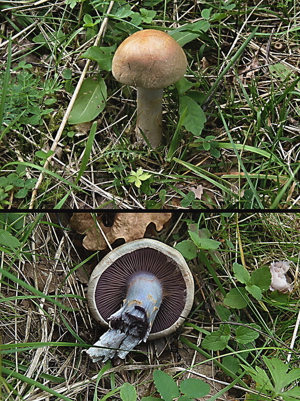 pavučinovec opásaný Cortinarius anomalus (Fr.) Fr.