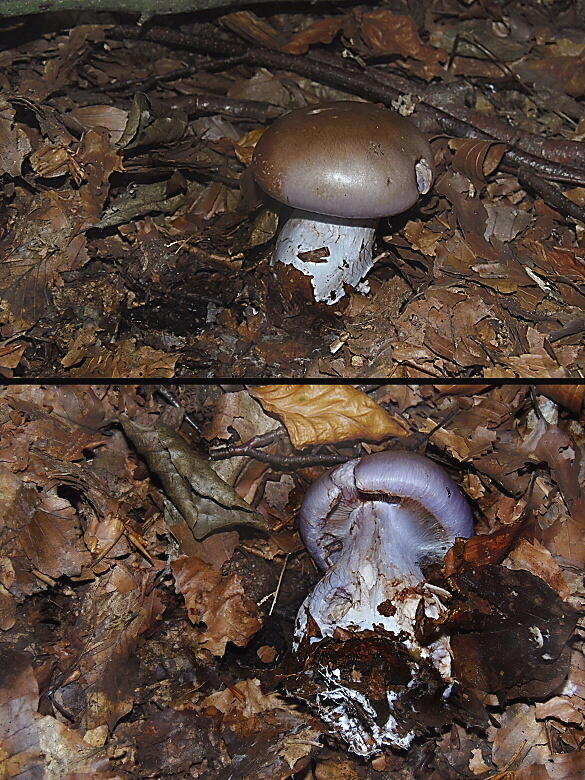 pavučinovec  Cortinarius largus Fr.