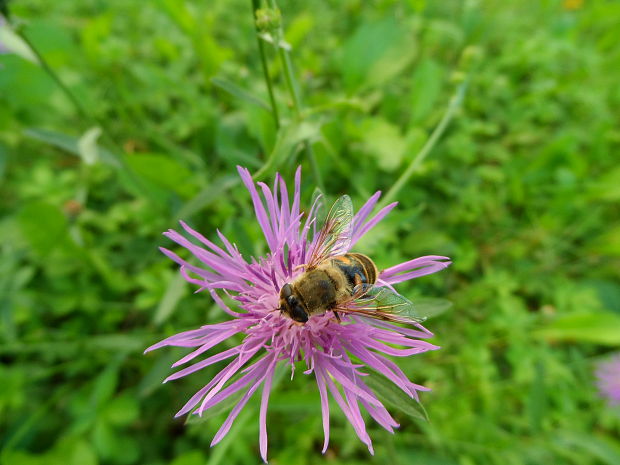 trúdovka Eristalis tenax