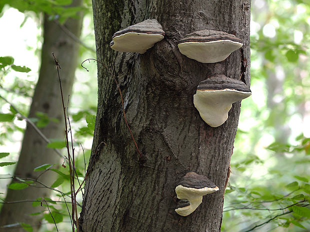 práchnovček pásikavý Fomitopsis pinicola (Sw.) P. Karst.