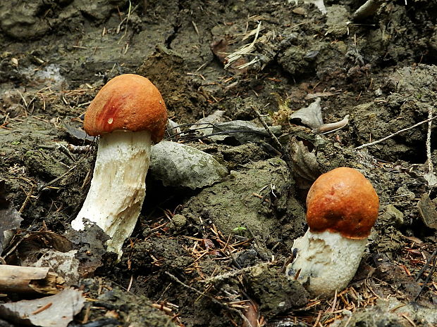 kozák osikový Leccinum albostipitatum den Bakker & Noordel.