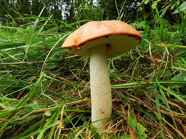 kozák osikový Leccinum albostipitatum den Bakker & Noordel.