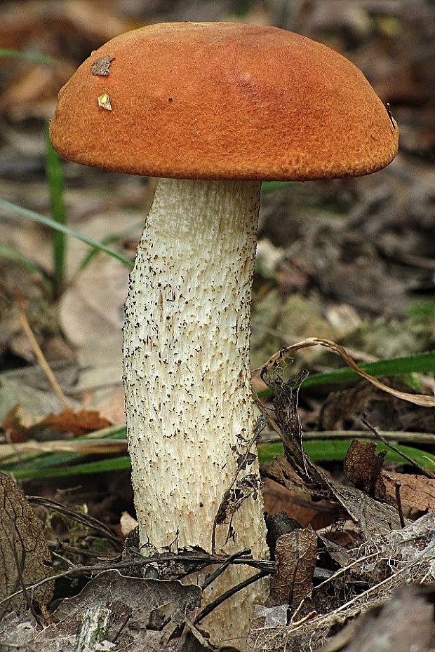 kozák osikový-křemenáč osikový bělotřeňový  Leccinum albostipitatum den Bakker & Noordel.