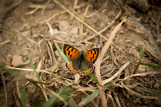 ohniváčik čiernokrídly Lycaena phlaeas