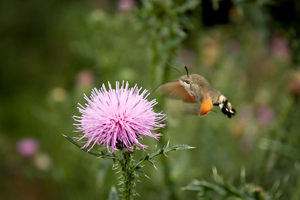 lišaj marinkový  Macroglossum stellatarum