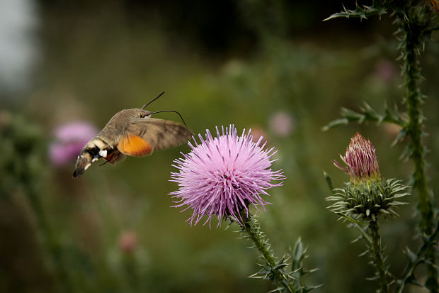 lišaj marinkový  Macroglossum stellatarum