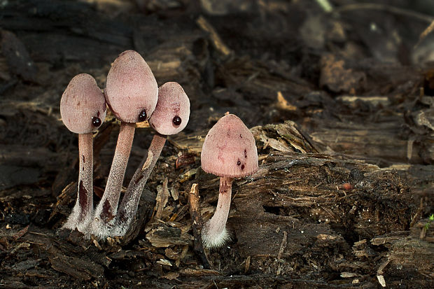 prilbička krvavomliečna Mycena haematopus (Pers.) P. Kumm.