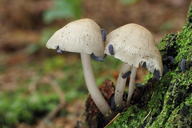 prilbička Mycena sp.