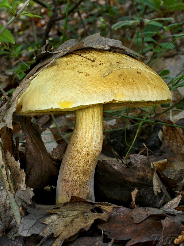 hríb zrnitohlúbikový odfarbený Neoboletus xanthopus (Quél.) Krieglst.