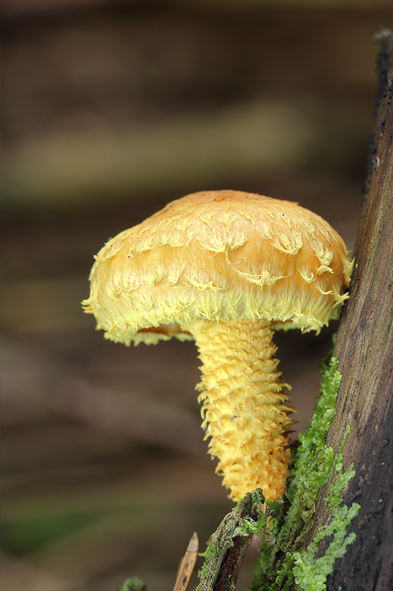 šupinovka ohnivá Pholiota flammans (Batsch) P. Kumm.