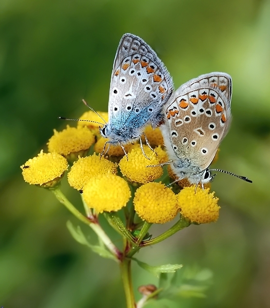 modráčik obyčajný Polyommatus icarus