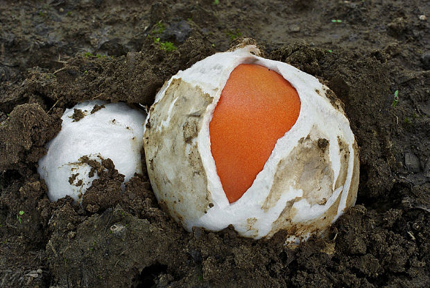 muchotrávka cisárska Amanita caesarea (Scop.) Pers.