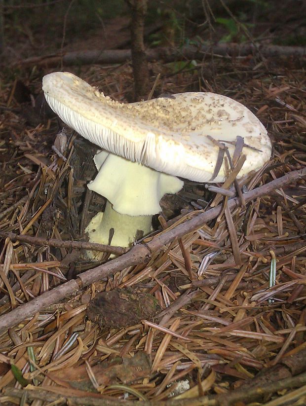 muchotrávka citrónovožltá Amanita citrina Pers.